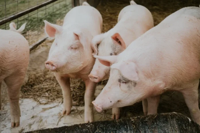 selective-closeup-shot-pink-pigs-barn-728x485-2